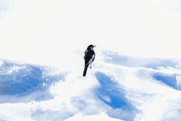 雪原にいるハクセキレイ