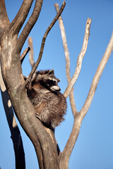 Raccoon In Tree With Blue Sky