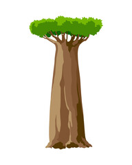 Tree. Eco concept of nature plant.  flat green baobab tree icon isolated on white background. Garden botanical element