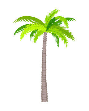 Tree. Eco concept of nature plant.  flat green palm tree icon isolated on white background. Garden botanical element