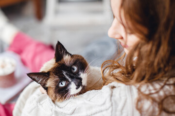 Cute cat on owners's hands at home