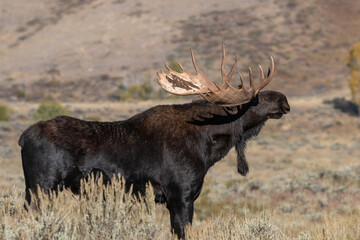 Naklejka na ściany i meble Bull Moose in the rut in Wyoming in Autumn