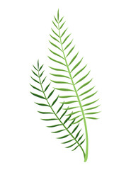 Tropical leaves plant. Exotic foliage. Green decorative jungle plant.  hand drawn botanical graphic element