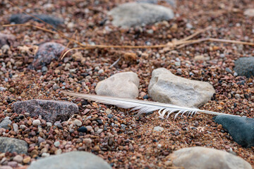 White bird feather on rocks