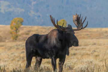 Naklejka na ściany i meble Bull Moose in the rut in Wyoming in Autumn