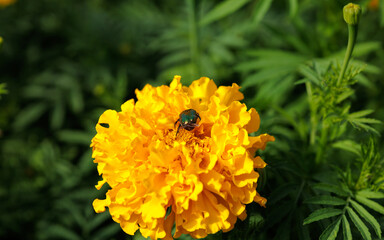 Green beetle on yellow velvet