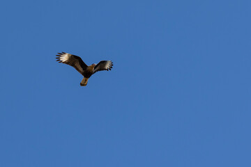 Brazilian Hawk. Crested Caracara also know as  Carcara or Carancho flying to hunt. Species Caracara plancus. Animal world. Bird lover. Birdwatching. Birding.