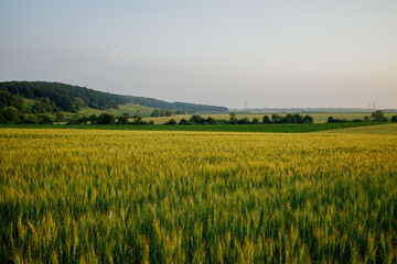 Fototapeta na wymiar Field of green young ears of wheat. Ears of green barley. Future harvest