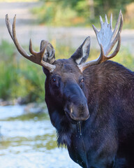 Moose in the Colorado Rocky Mountains. Drooling bull moose.