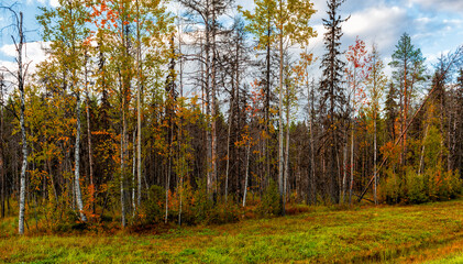 The outskirts of the mixed forest in autumn