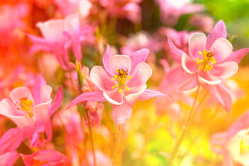Natural floral background with aquilegia flowers