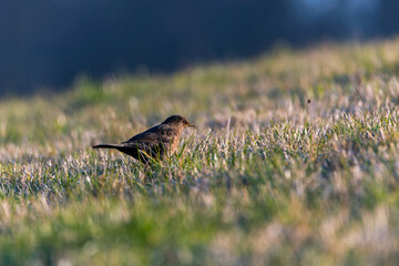 The common blackbird (Turdus merula). Blackbird on the grass. Bird on the grass