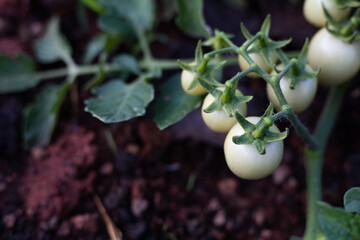 Fresh tomatoes from the tree vegetable garden