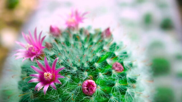 Rotate 360 degrees of Pink cactus flowers blossom on the green cactus stem