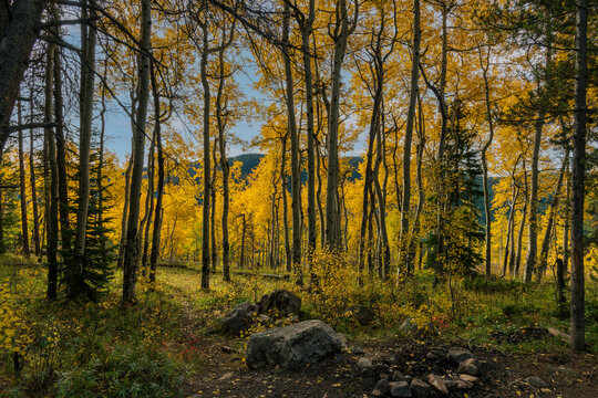 Aspens backlight with autumn colors.