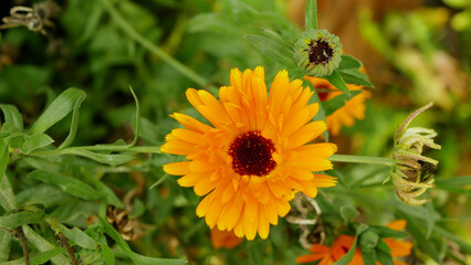 Pot marigold field calendula officinalis bio farm orange flowers harvest harvesting medicinal ruddles plant bloom planting detail grows farming agricultural farmer blossom common mary close-up