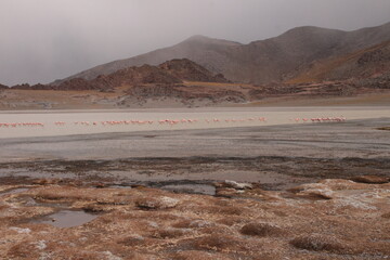 Desert landscape of northwestern Argentina