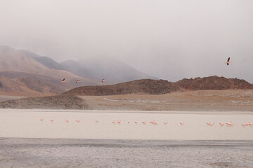 Desert landscape of northwestern Argentina