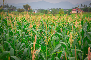 View of mature green corn growing on the field. Young Corn Plants. Corn grown in farmland, Tamil Nadu