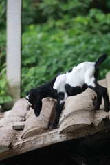 A black baby goat on the farm