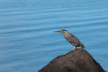 Striated Heron, butorides striata, Tombeau Bay, Mauritius