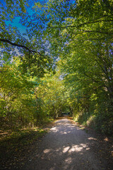 Obraz premium Forest path between tall trees