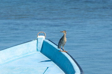 Striated Heron, butorides striata, perched on a fishing boat, Tombeau Bay, Mauritius