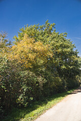 Deciduous trees with colourful autumn leaves by the wayside