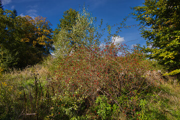Rosehip bush by the wayside