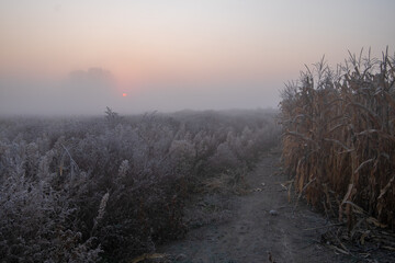 misty morning in the forest