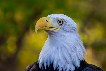 portrait of a eagle