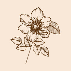 flower vector vintage 