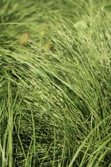 green grass in the wind