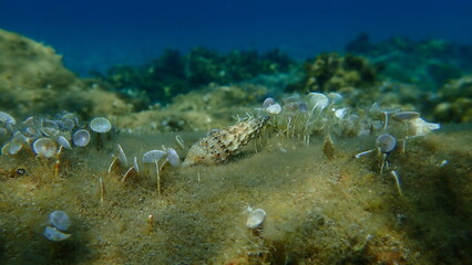 Seashell of common cerith or European cerith (Cerithium vulgatum) undersea, Aegean Sea, Greece, Halkidiki. House for hermit crab.
