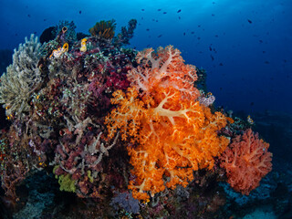 Soft corals in tropical coral reef