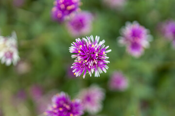 Close up,front view purple flowers in the garden on green leaf background. Purple flowers on green background, selective focus on purple flowers in front.Beautiful purple flowers.