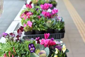 道の駅の寄せ植えポット