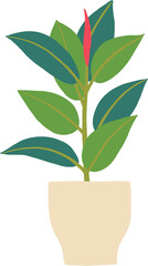 simplicity rubber fig plant freehand drawing flat design.