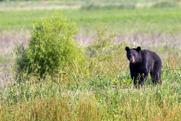 Black Bear in Alligator River National Wildlife refuge