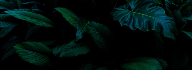 Fototapeta na wymiar tropical foliage, dark green nature background