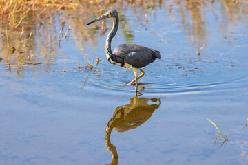 Tri-colored Heron in Marsh