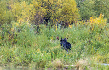 Bull Moose in Autumn in Wyoming