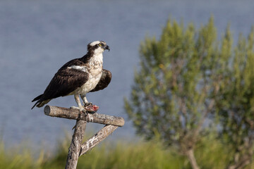 Osprey on post