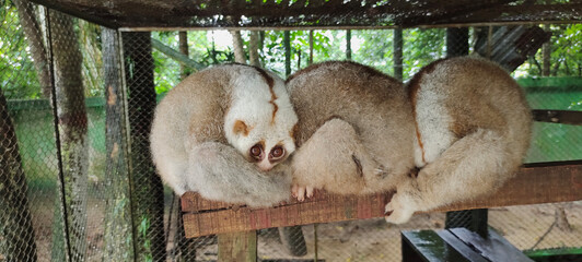 Three Bengal slow in a cage after rescue. Bengal slow loris or northern slow loris is a...