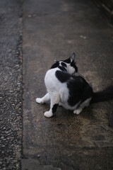 a black cat on the ground