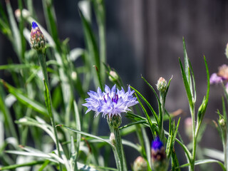 Close-up of the purple flower on a cornflower plant that is growing in a wildflower garden on a bright sunny day in July with a blurred background.