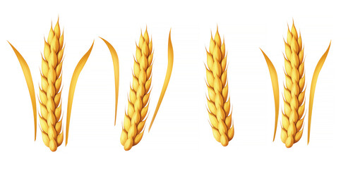 Wheat, illustration, isolated on white background