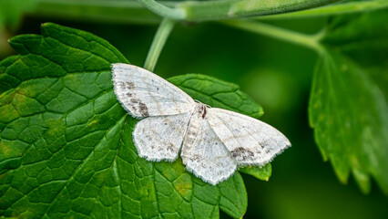 Close-up of a tiny white moth resting on the leaf of a catnip plant that is growing in a garden on a warm day in July with a blurred background. - obrazy, fototapety, plakaty