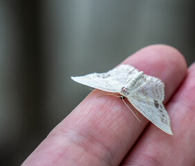Close-up of a tiny white moth resting on a human hand on a warm summer day in July with a blurred background