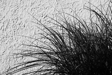 Silhouette of wild grass in a black and white monochrome